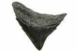 Posterior Juvenile Megalodon Tooth - South Carolina #375958-1